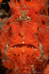 Painted frogfish (Antennarius pictus) - Look at the pearl... by Michael Henke 